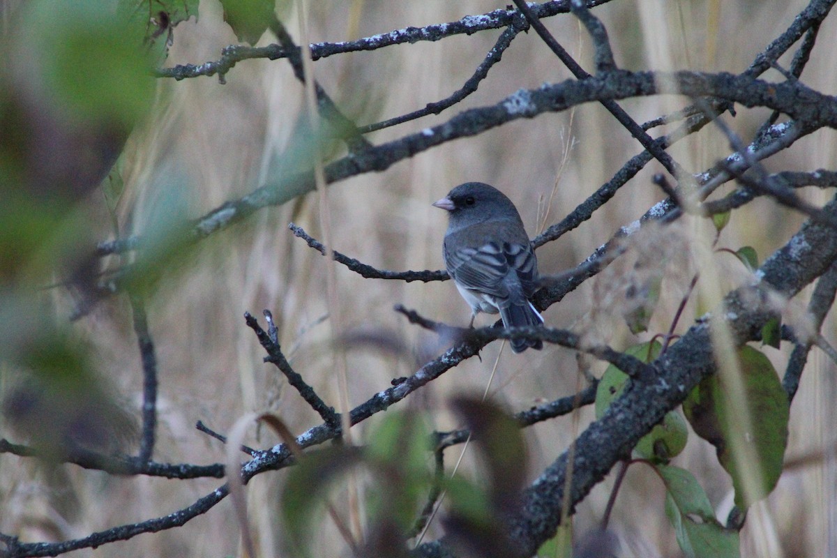 Dark-eyed Junco - ML643793289