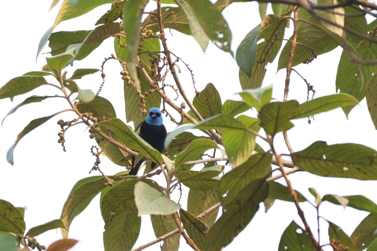 Blue-necked Tanager - ML643793292