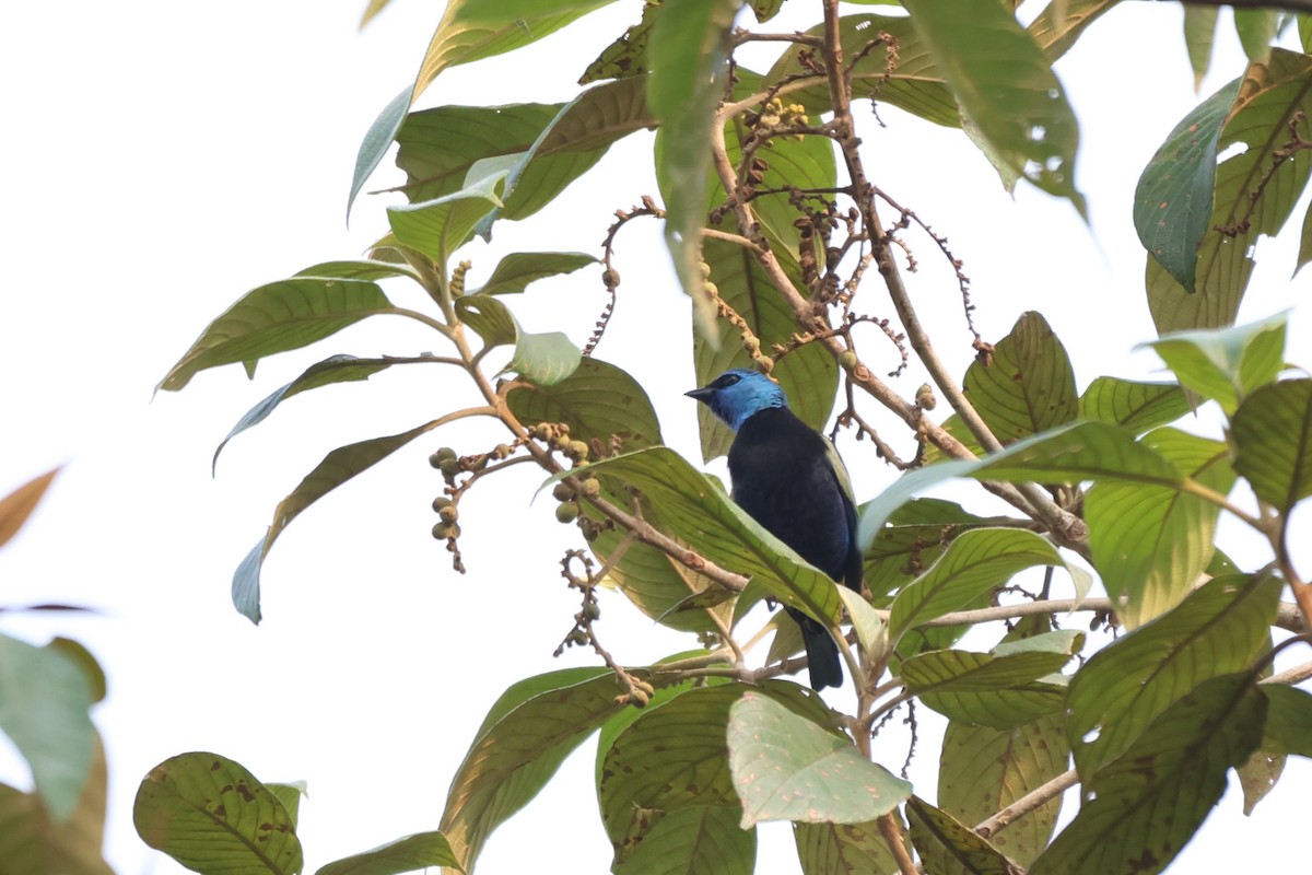 Blue-necked Tanager - ML643793293