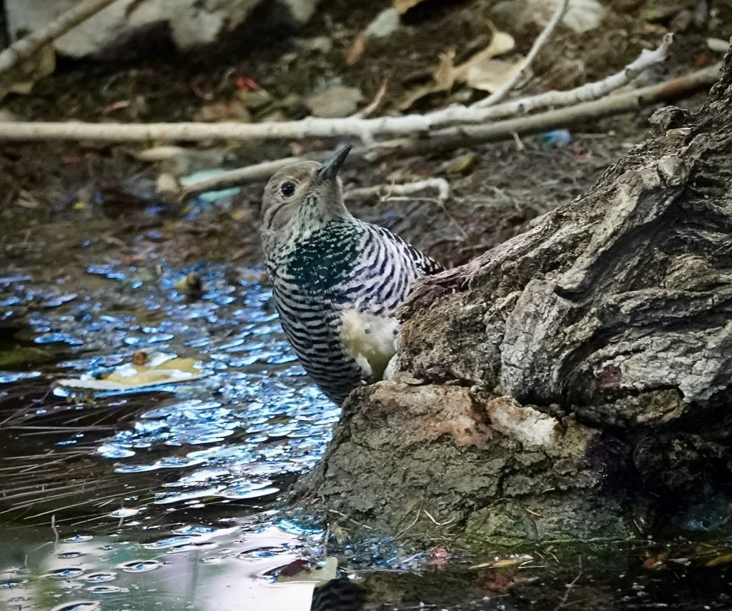 Williamson's Sapsucker - ML643793305