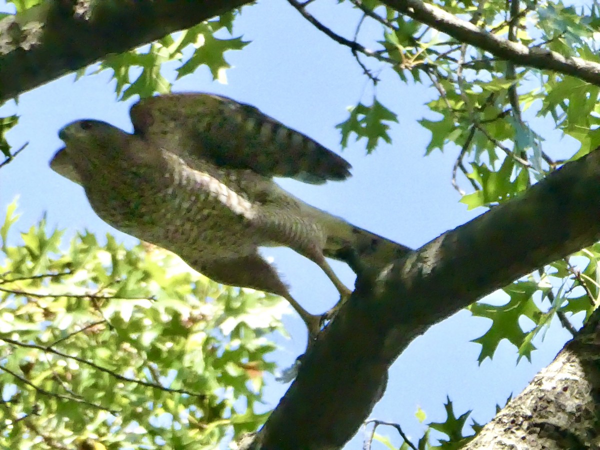 Cooper's Hawk - ML643793331