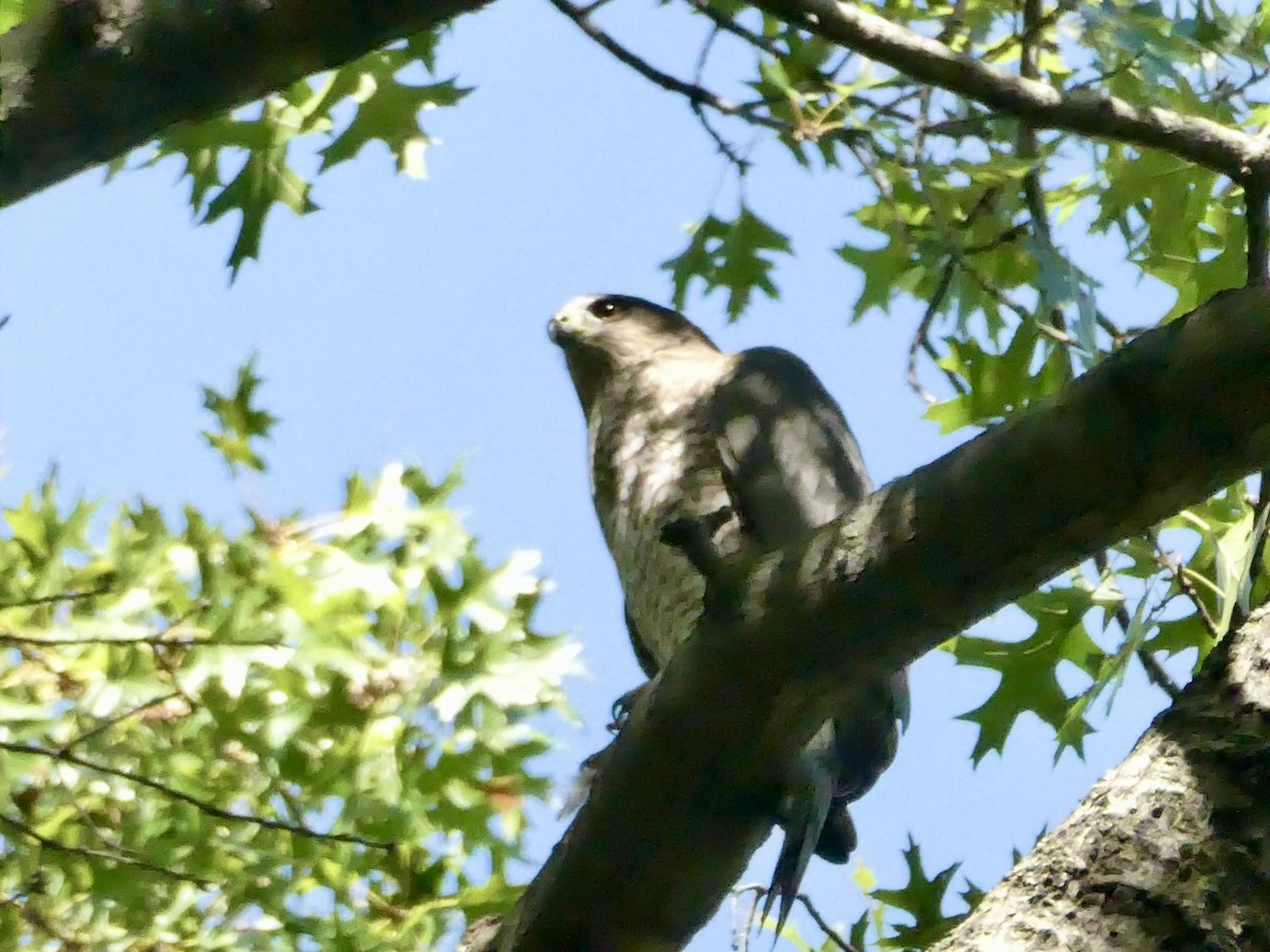 Cooper's Hawk - ML643793332