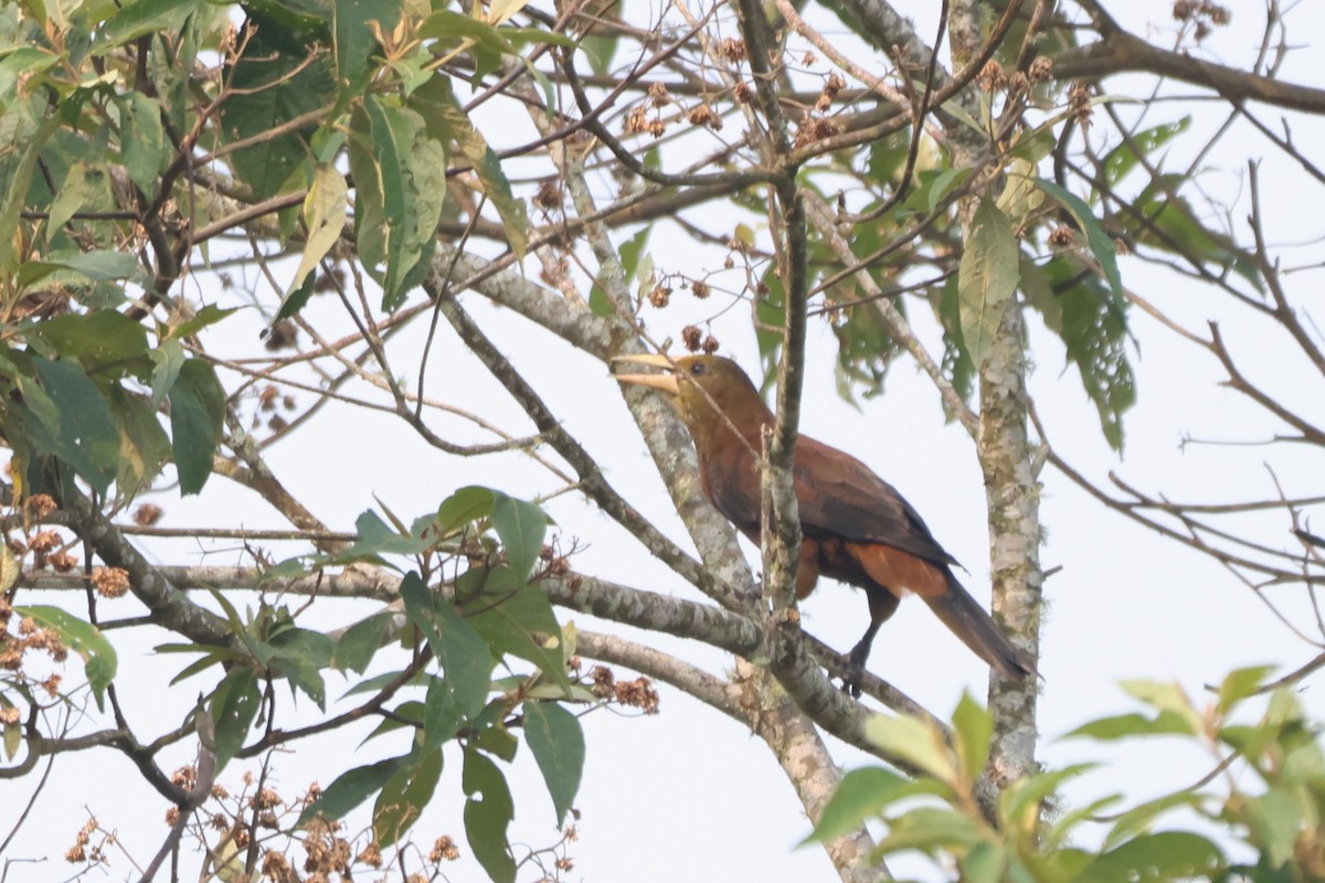Russet-backed Oropendola - ML643793337