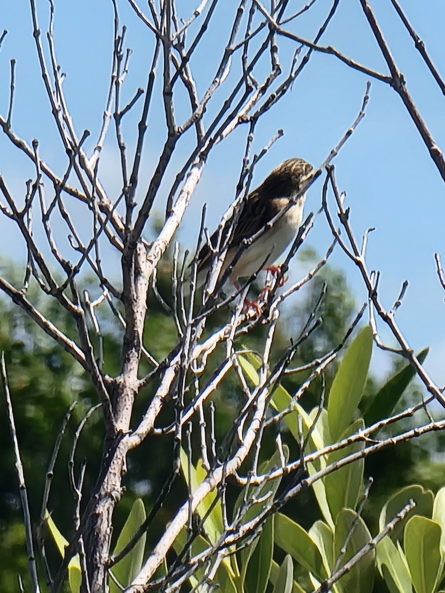 Northern Red Bishop - ML643793341