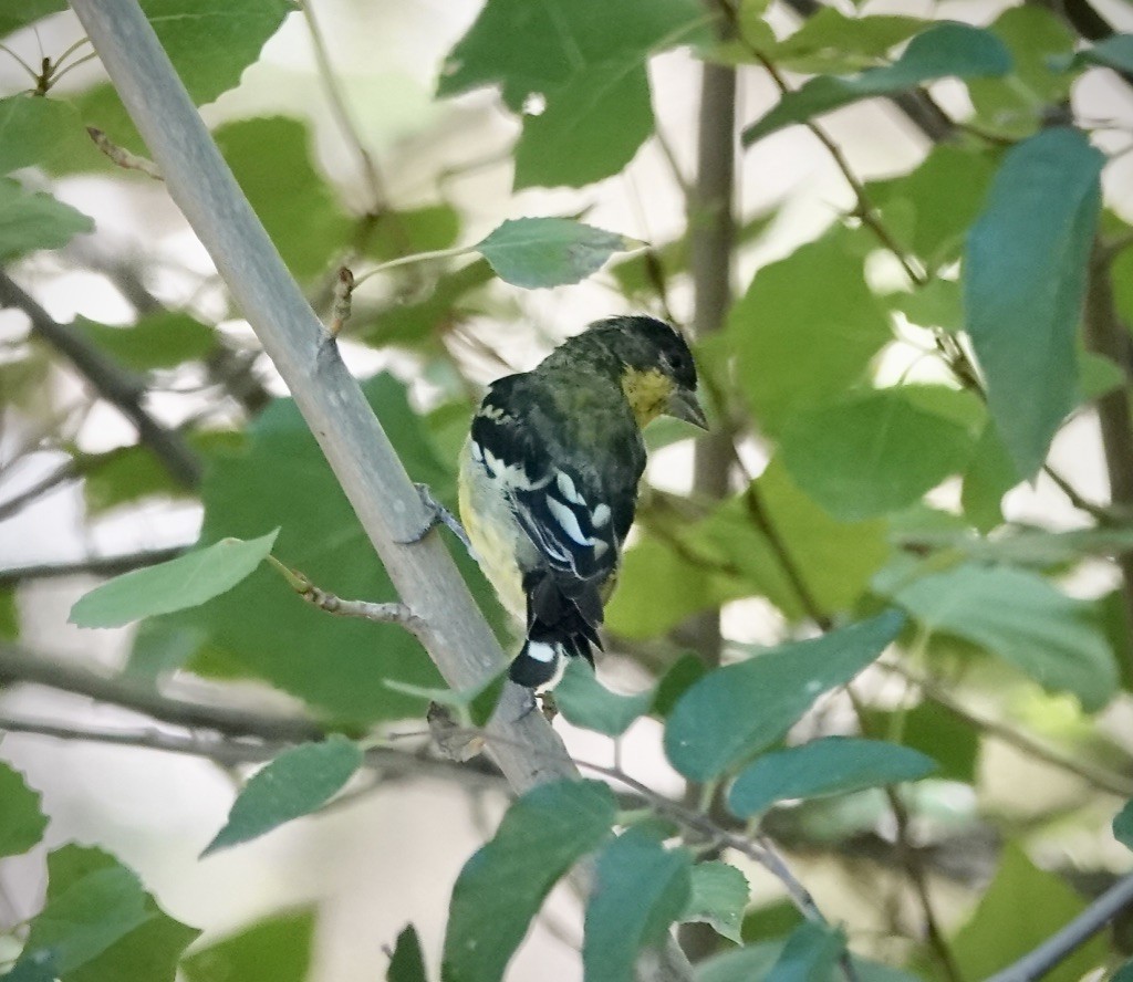 Lesser Goldfinch - ML643793342