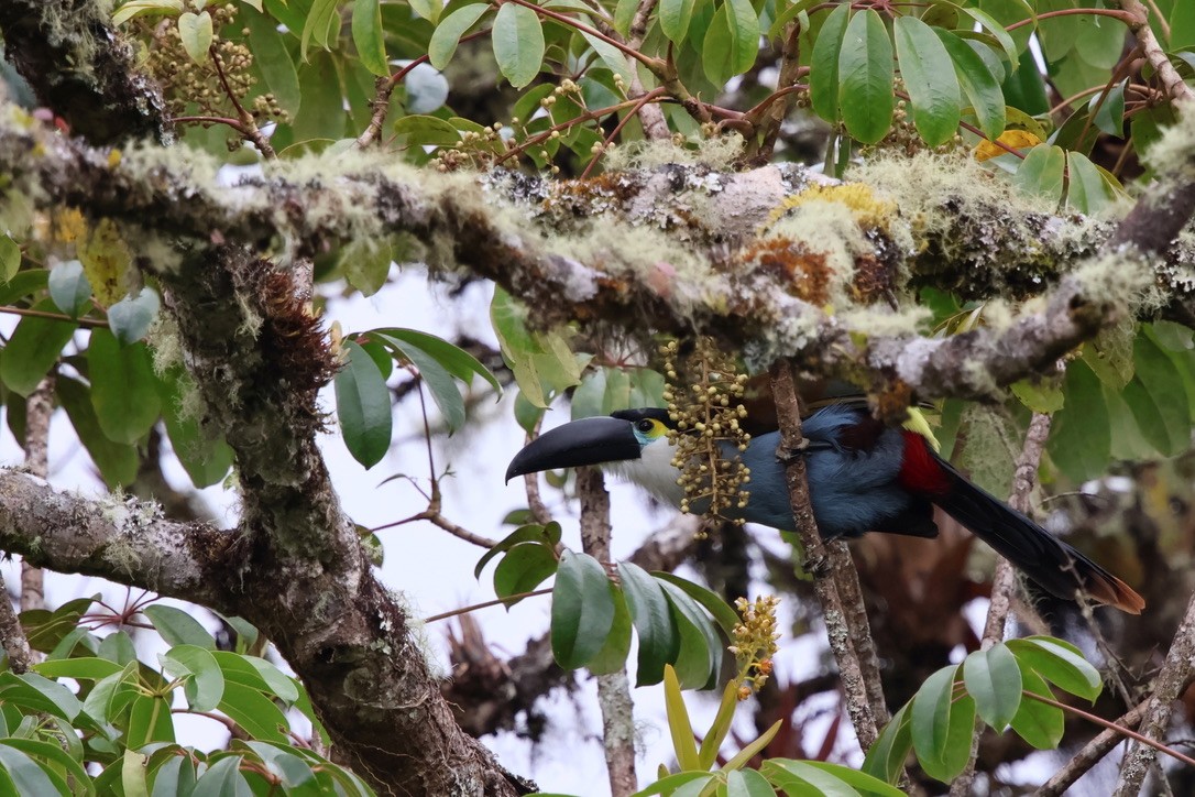 Black-billed Mountain-Toucan - ML643793344