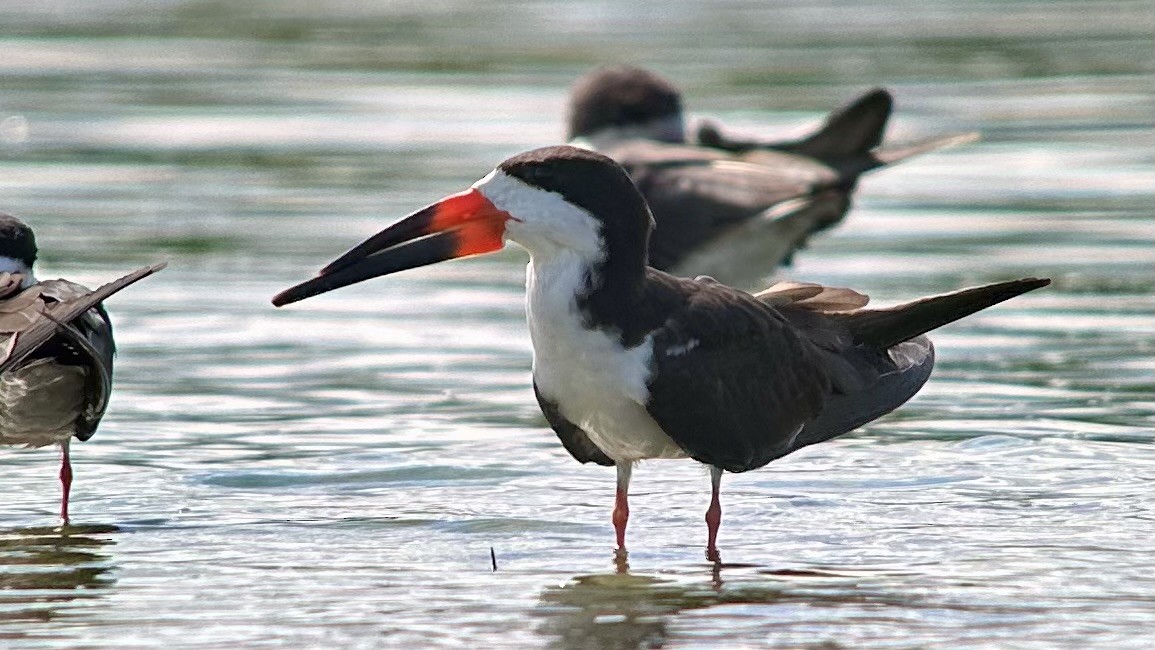 Black Skimmer - ML643793345