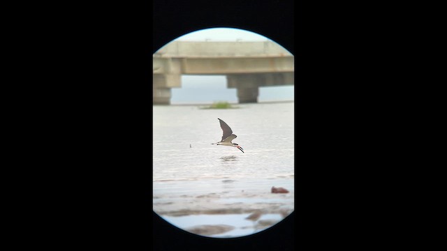Black Skimmer - ML643793348