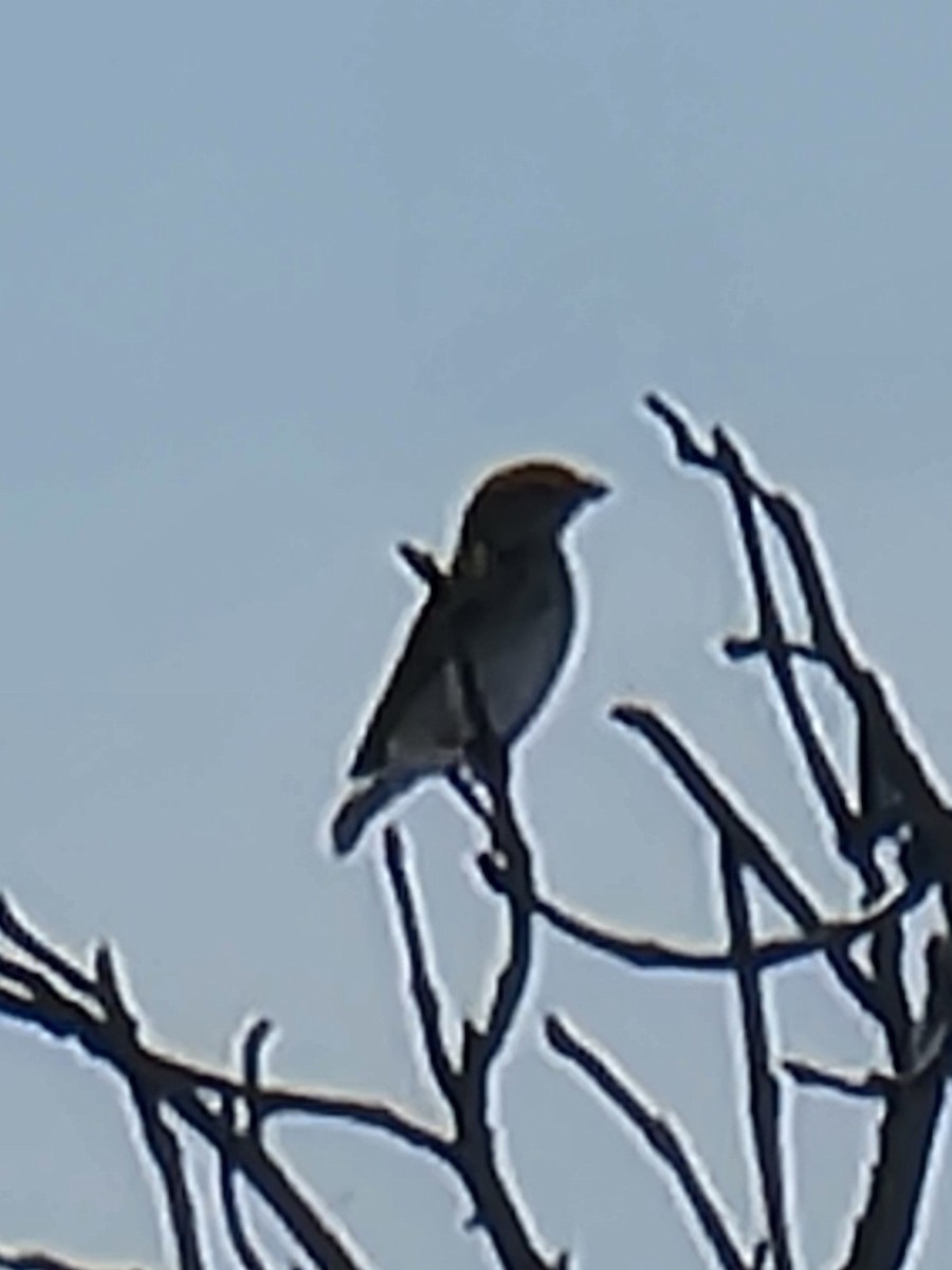 Northern Red Bishop - ML643793349