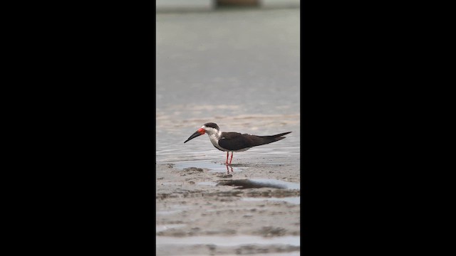 Black Skimmer - ML643793351