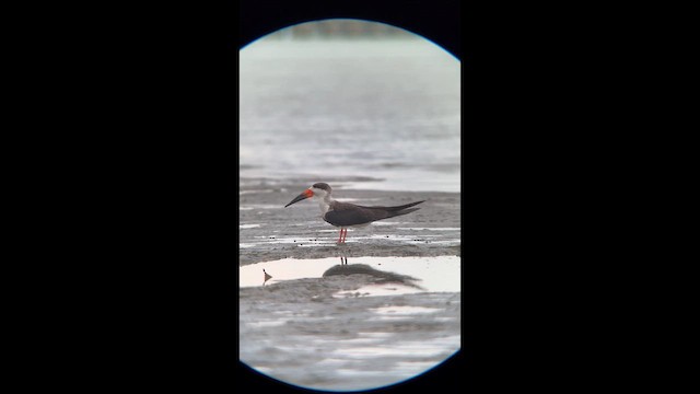 Black Skimmer - ML643793354