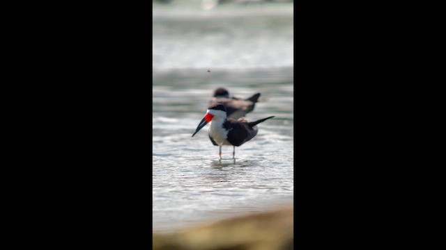 Black Skimmer - ML643793356