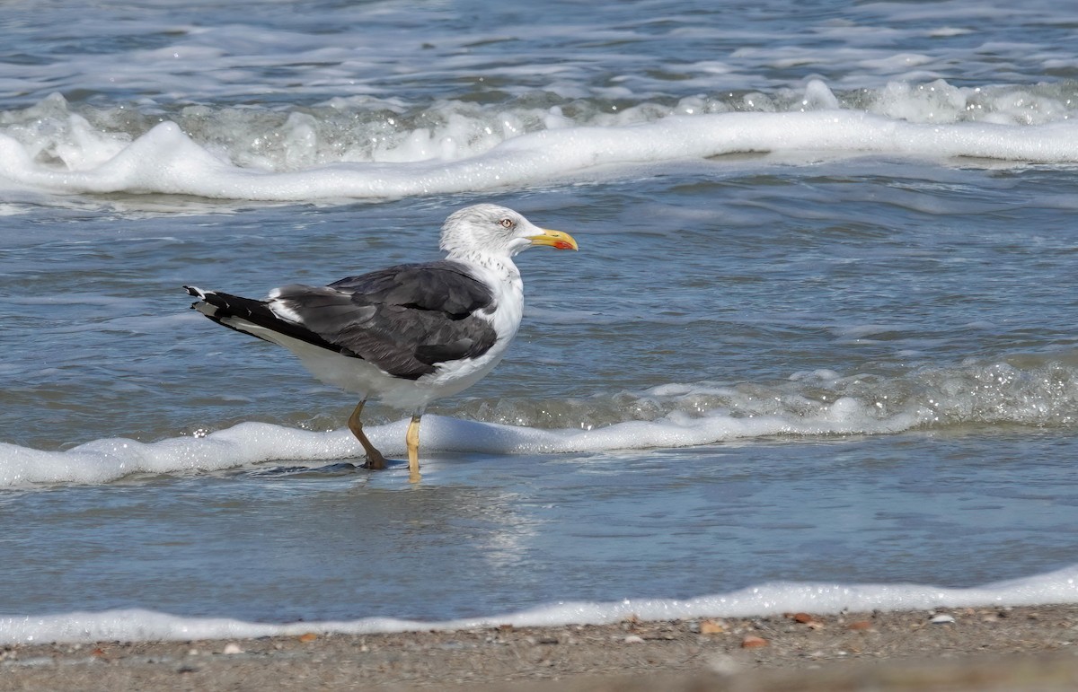 Lesser Black-backed Gull - ML643793358