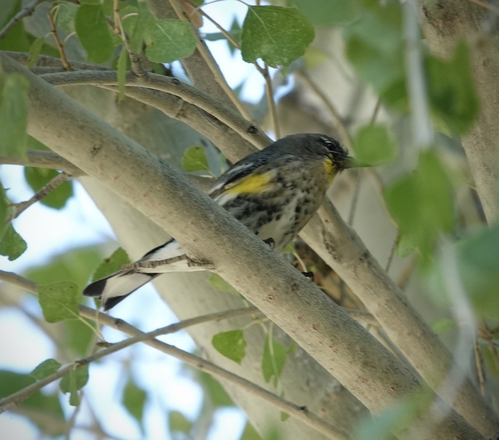 Yellow-rumped Warbler (Audubon's) - ML643793360