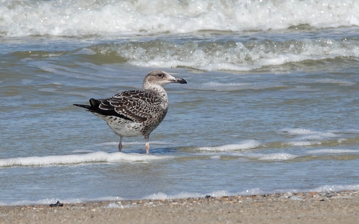 Lesser Black-backed Gull - ML643793364