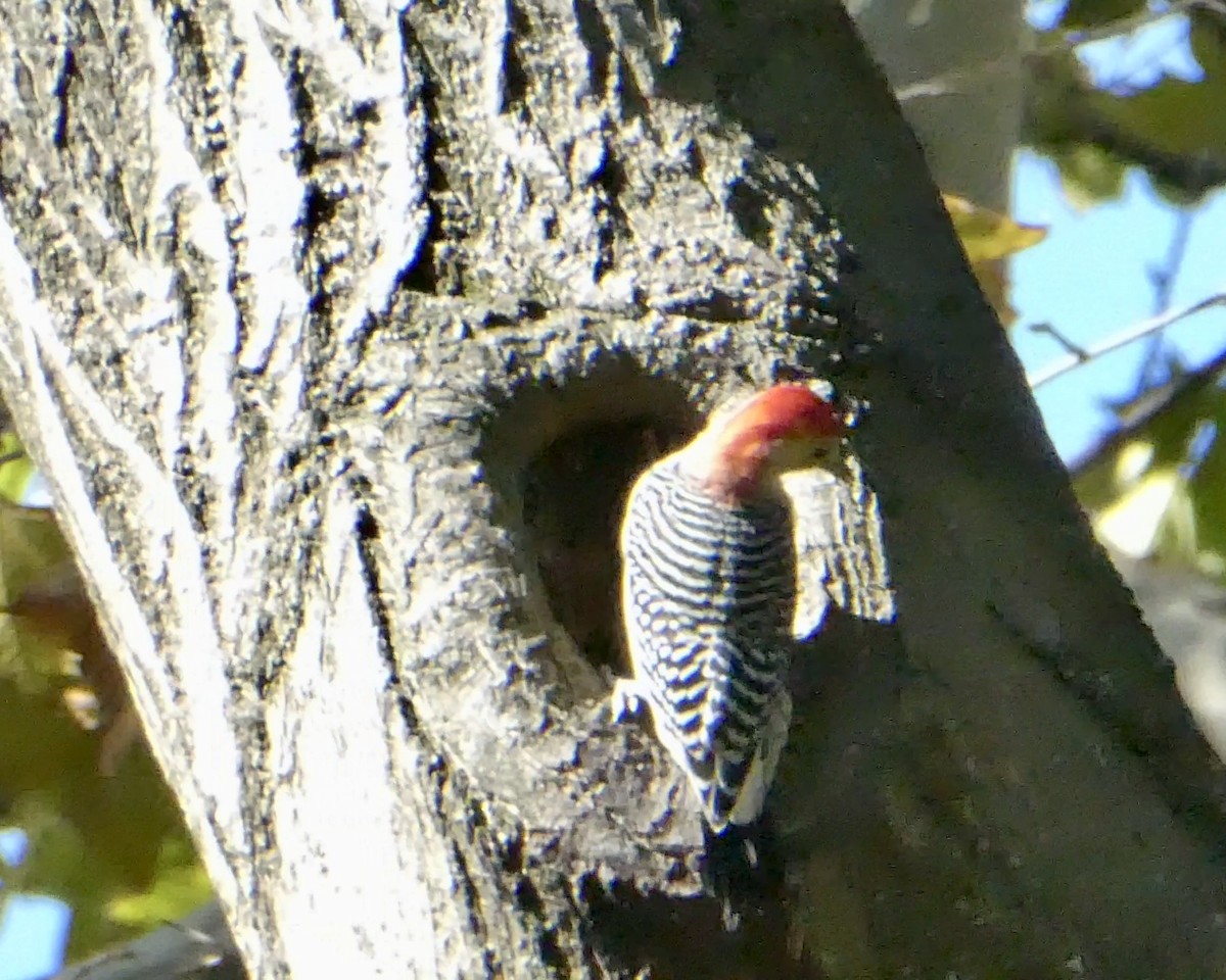Red-bellied Woodpecker - ML643793380