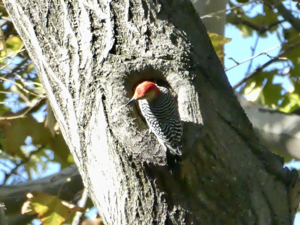 Red-bellied Woodpecker - ML643793381