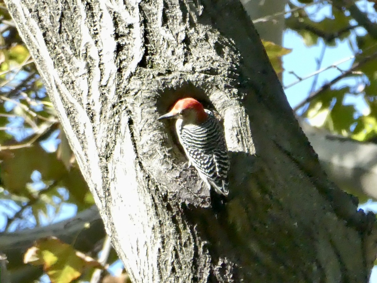 Red-bellied Woodpecker - ML643793382