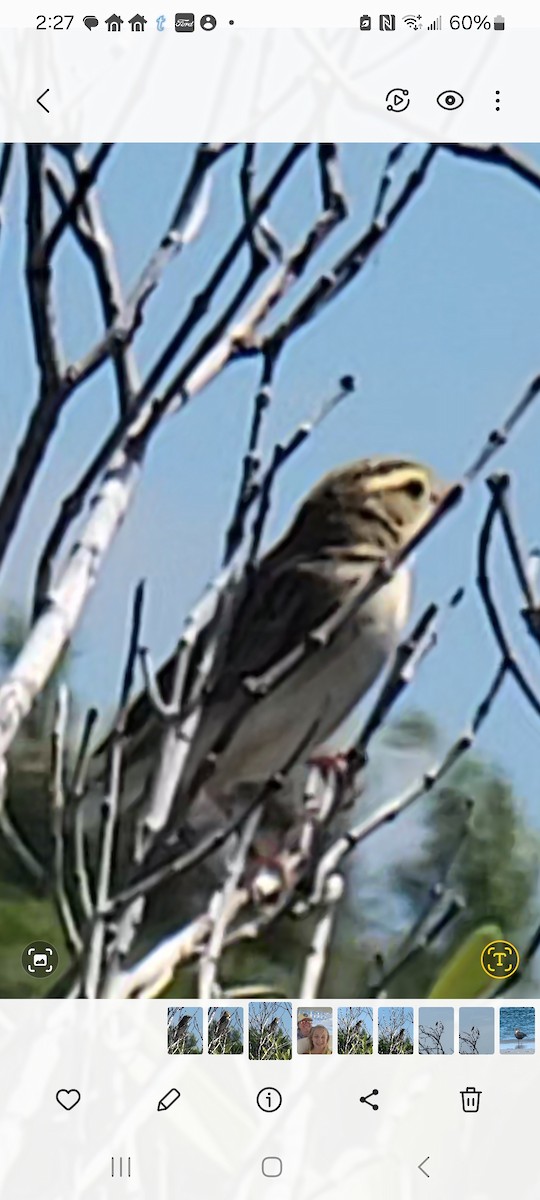 Northern Red Bishop - ML643793383