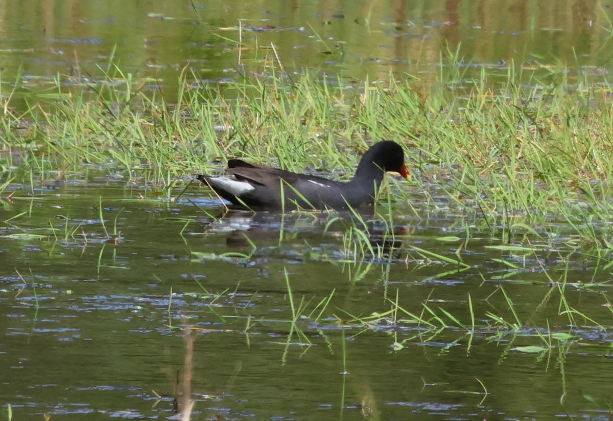 Common Gallinule - ML643793385
