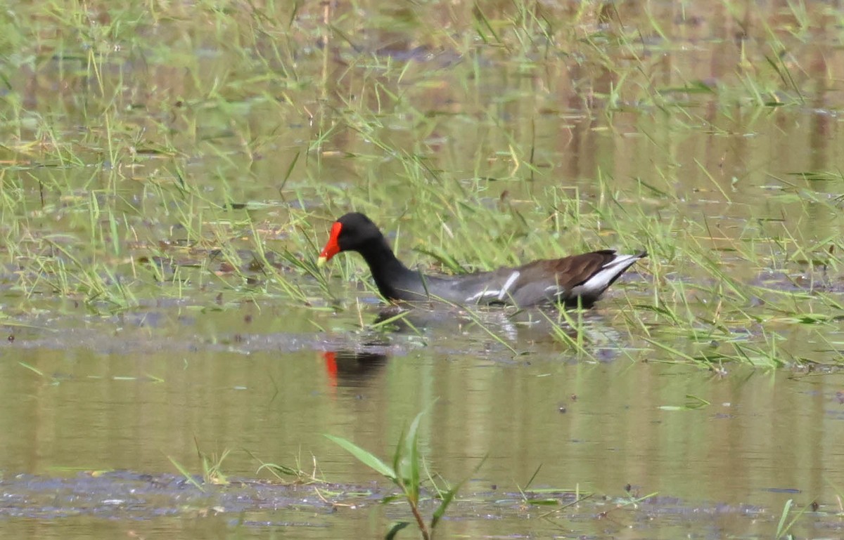 Common Gallinule - ML643793388