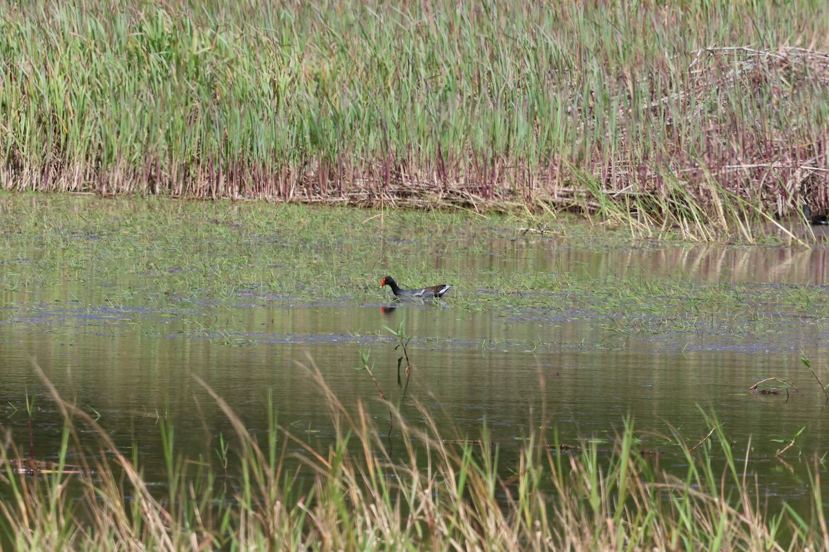Common Gallinule - ML643793389