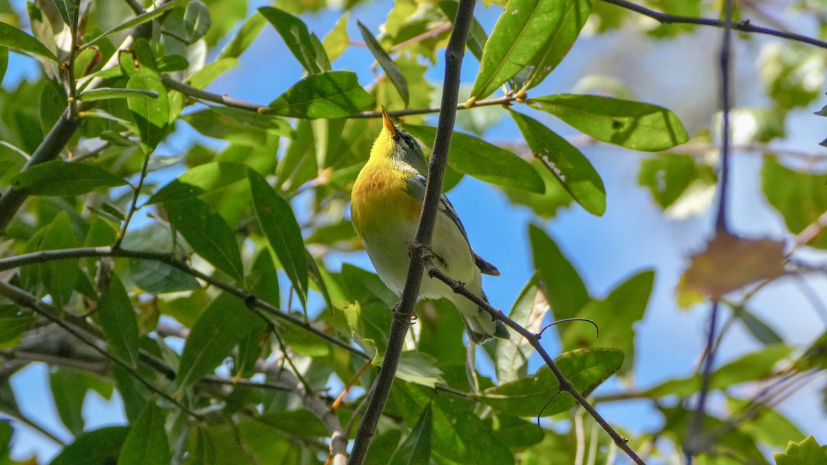 Northern Parula - ML643793390