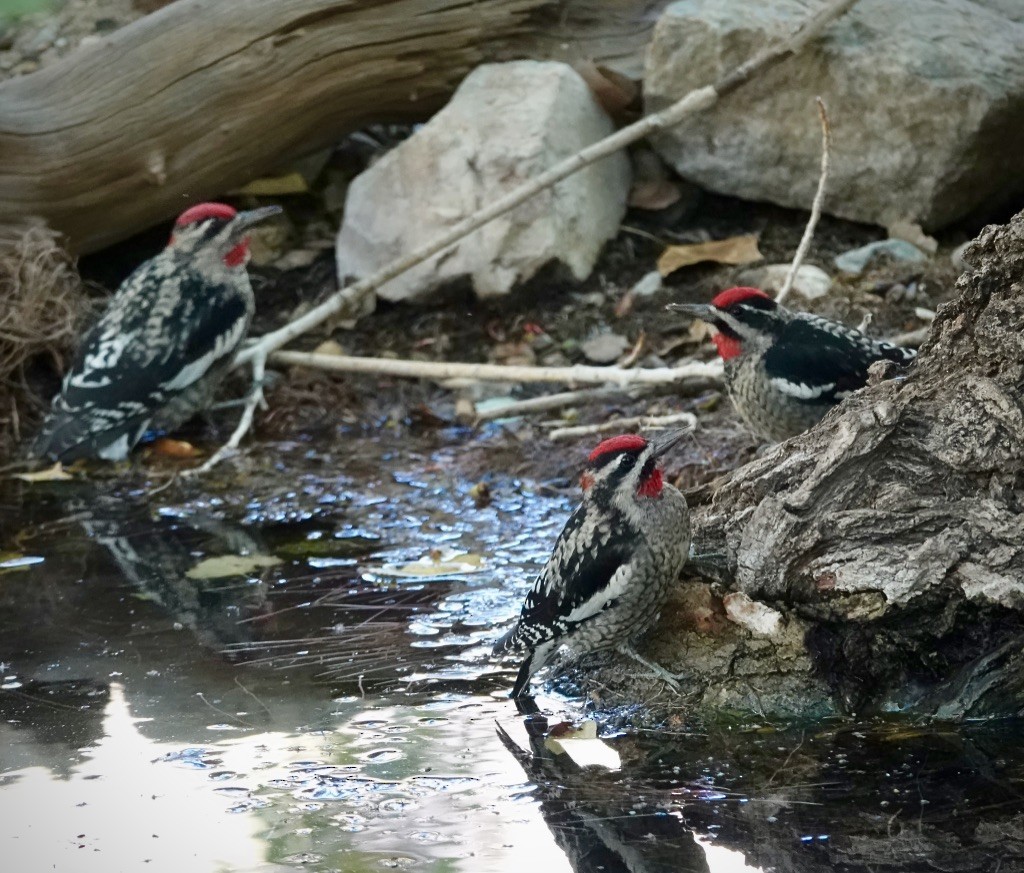 Red-naped Sapsucker - ML643793392