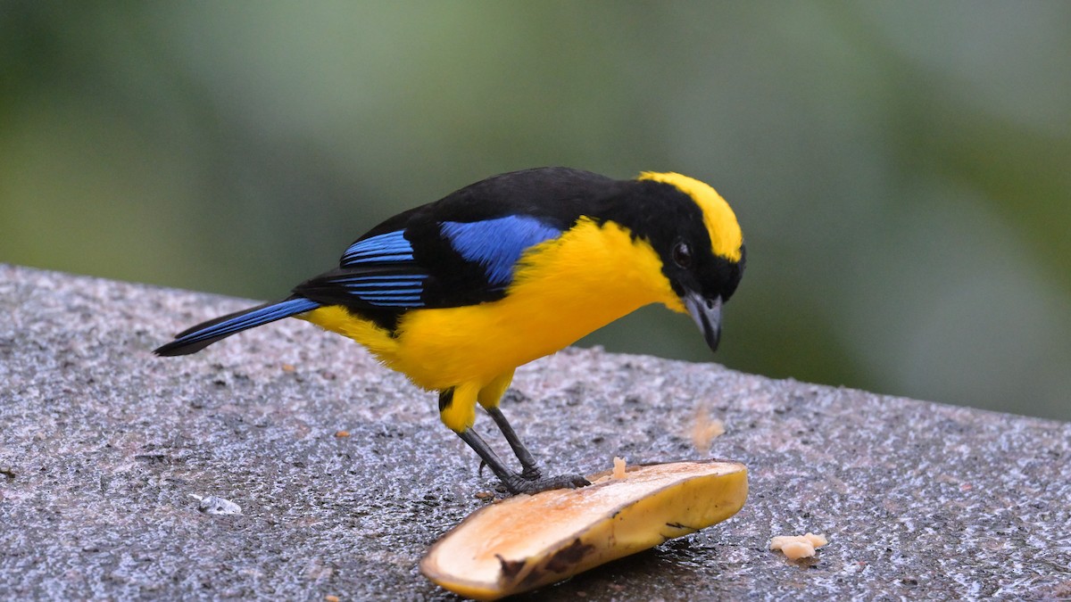 Blue-winged Mountain Tanager - ML643793405