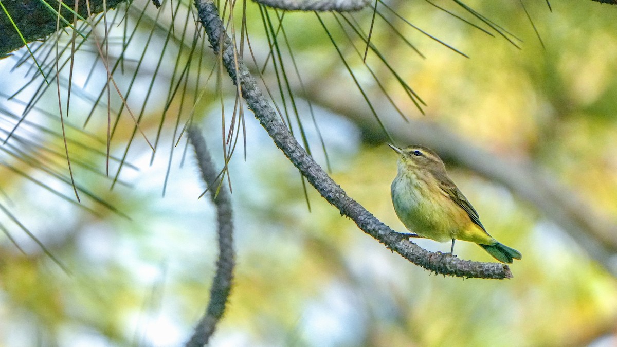 Palm Warbler - ML643793406