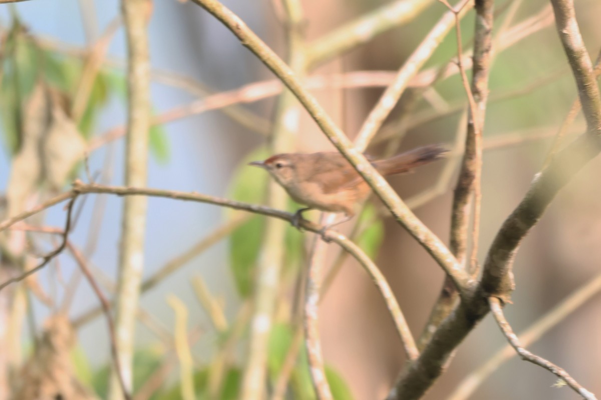 Rufous-fronted Thornbird - ML643793410