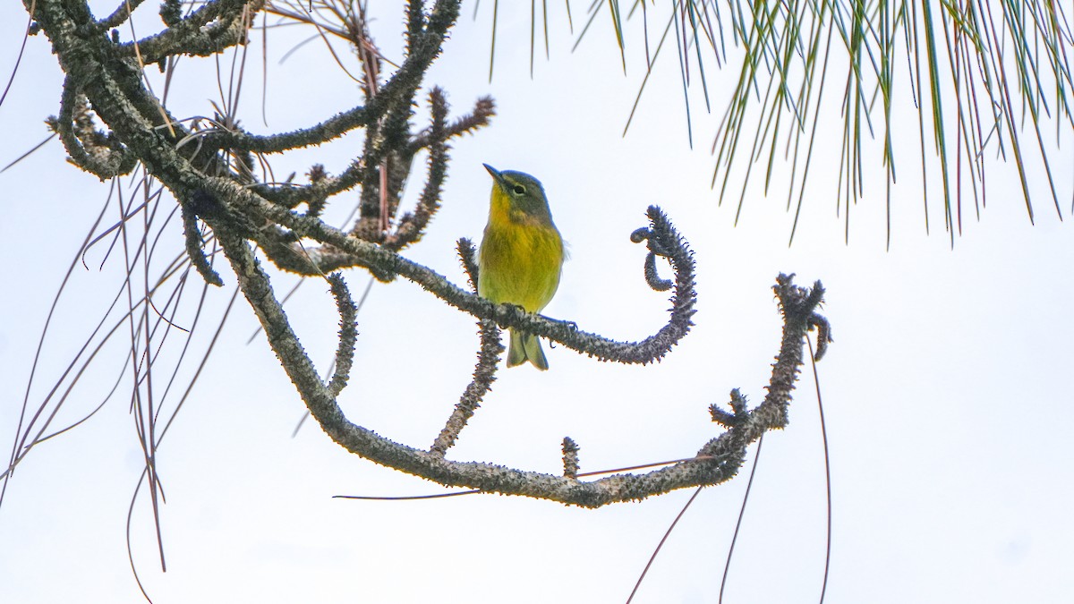 Pine Warbler - ML643793412