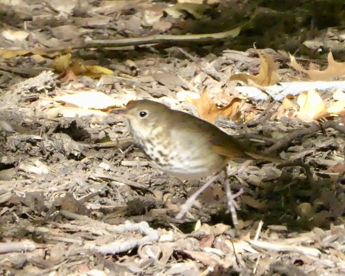 Hermit Thrush - ML643793418
