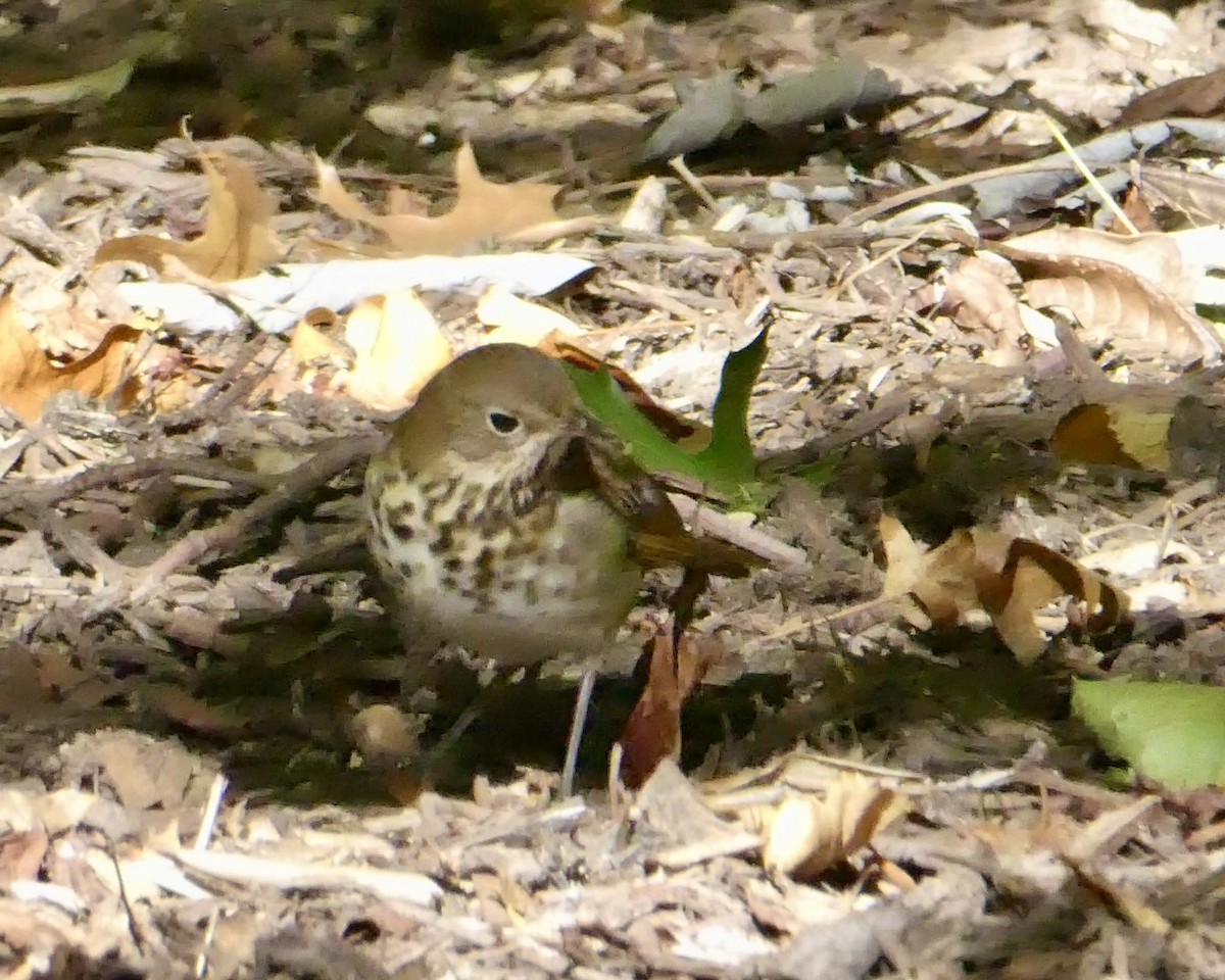 Hermit Thrush - ML643793419