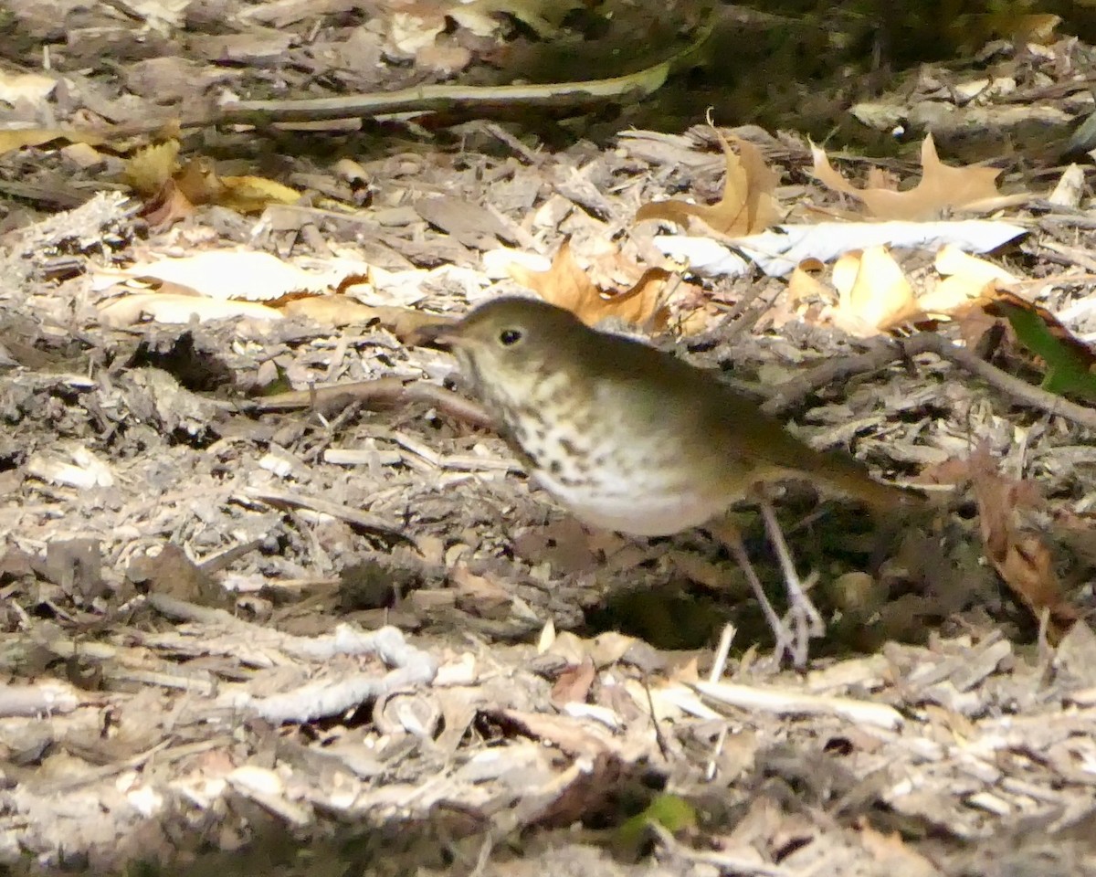 Hermit Thrush - ML643793420