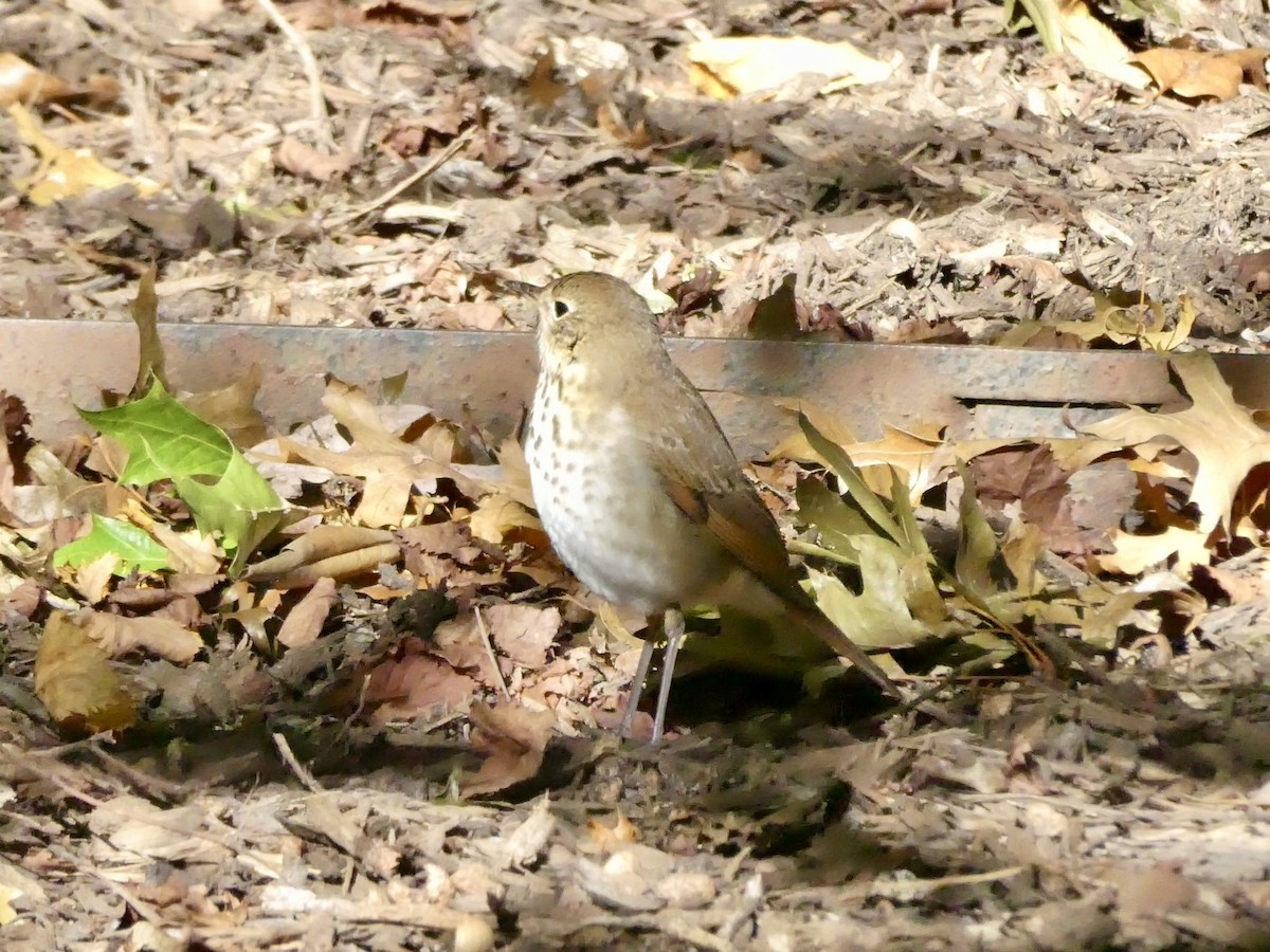 Hermit Thrush - ML643793421