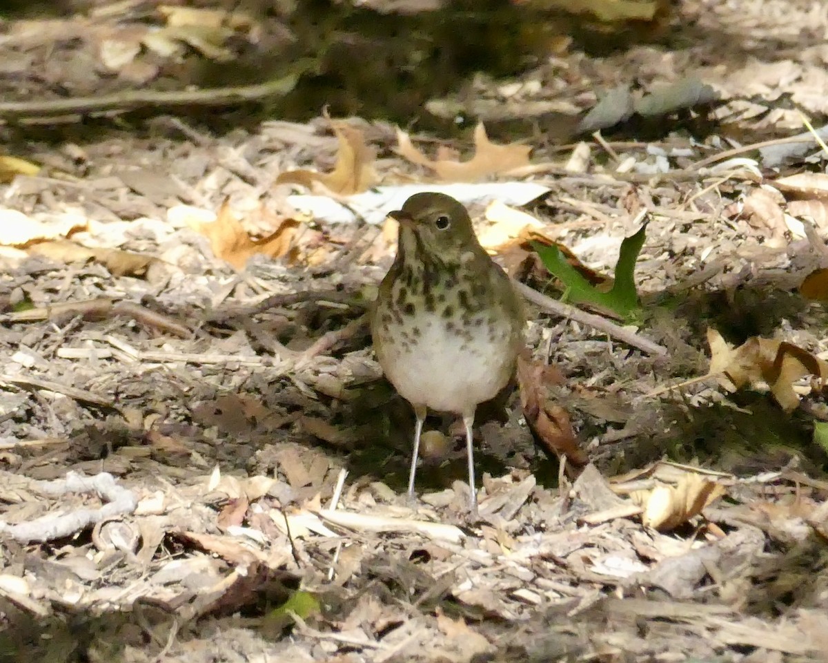 Hermit Thrush - ML643793422
