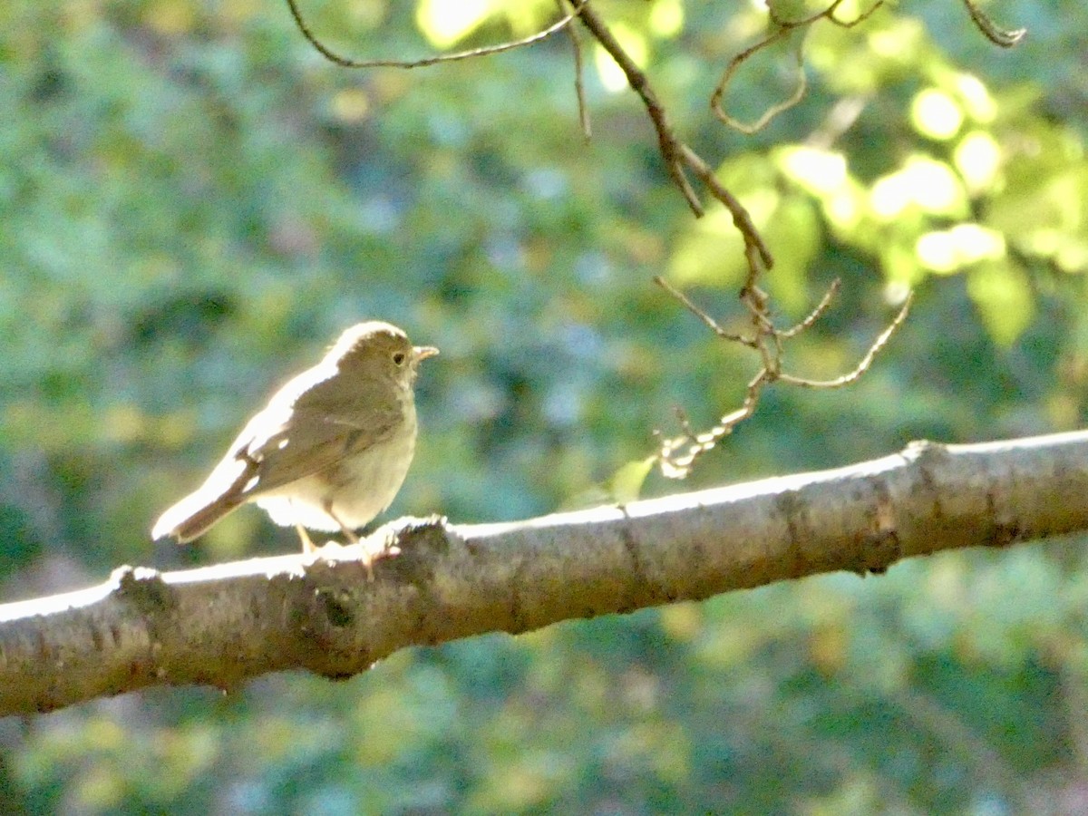 Hermit Thrush - ML643793423