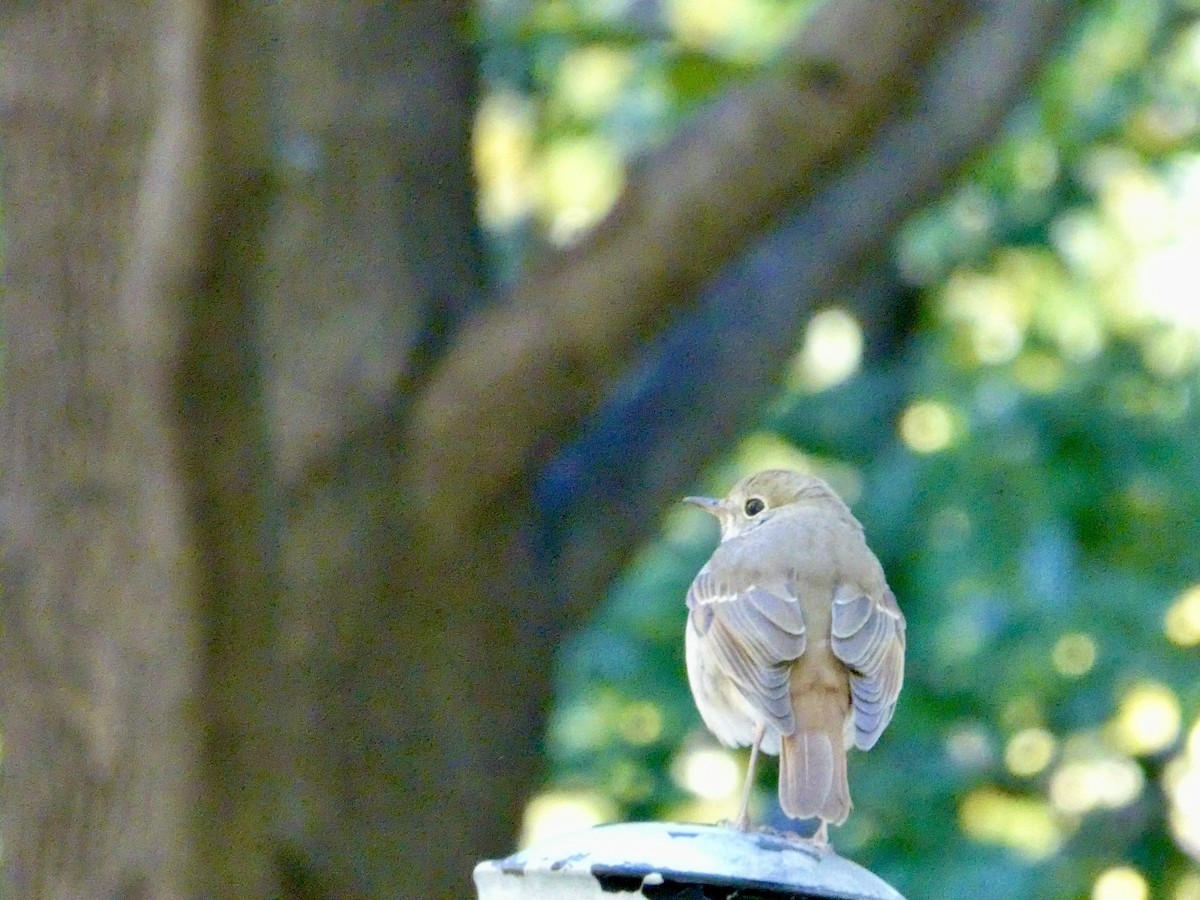Hermit Thrush - ML643793424