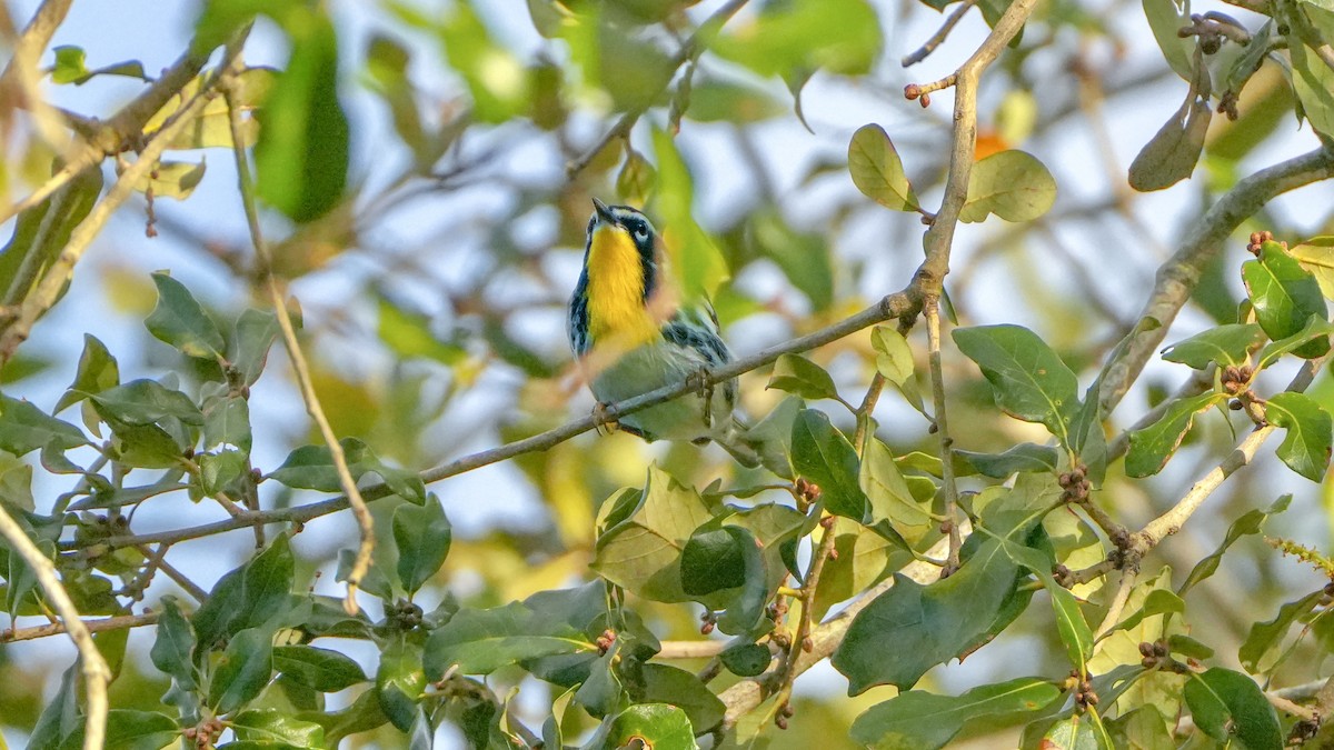 Yellow-throated Warbler - ML643793425