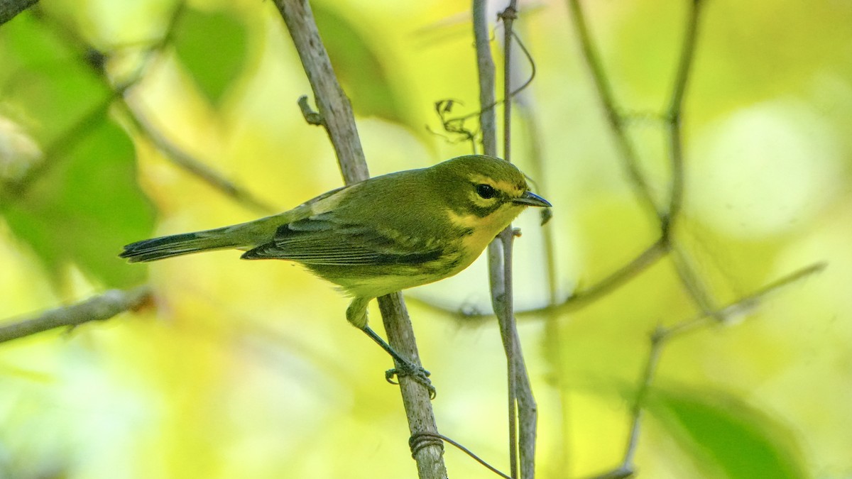 Prairie Warbler - ML643793430