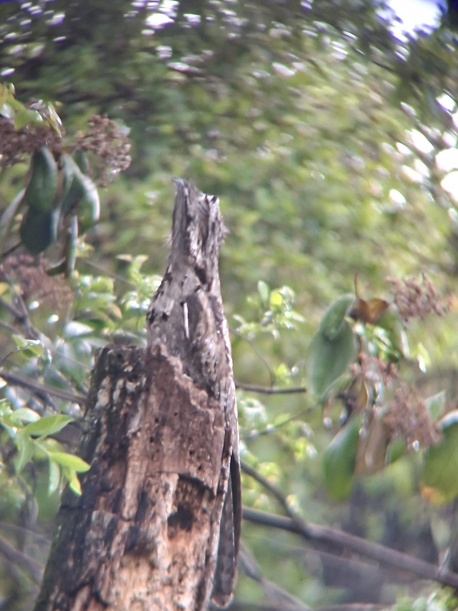 Common Potoo - ML643793431