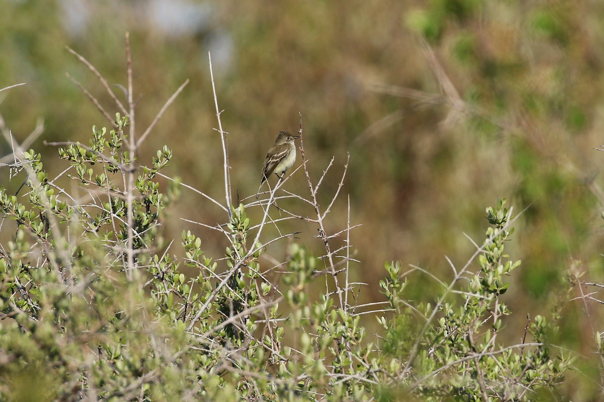 Empidonax sp. - ML643793432