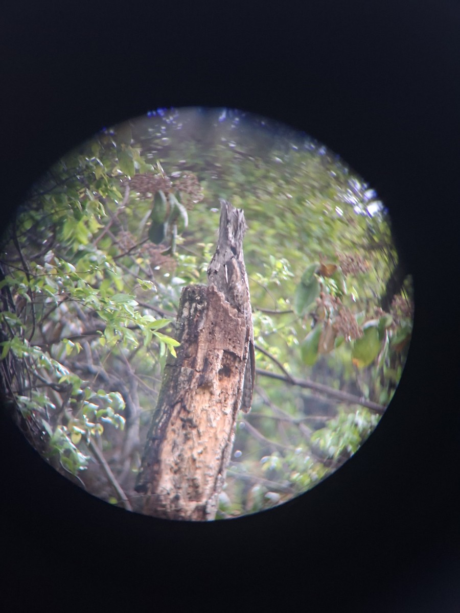 Common Potoo - ML643793433