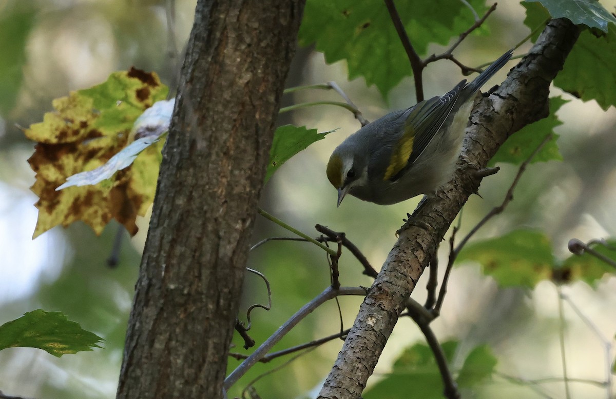 Golden-winged Warbler - ML643793438