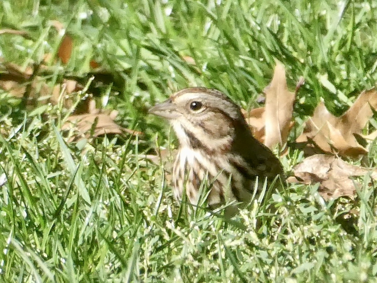 Song Sparrow - ML643793452