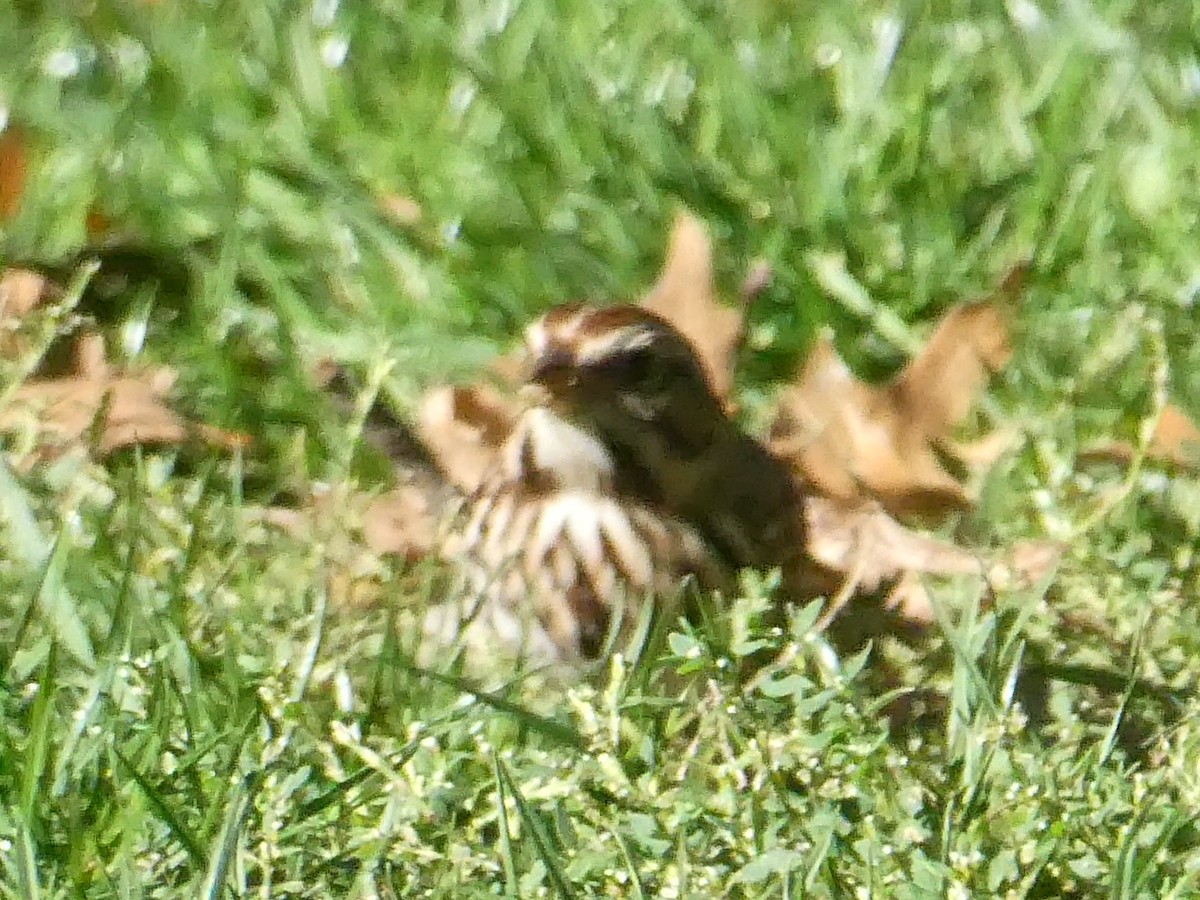 Song Sparrow - ML643793453