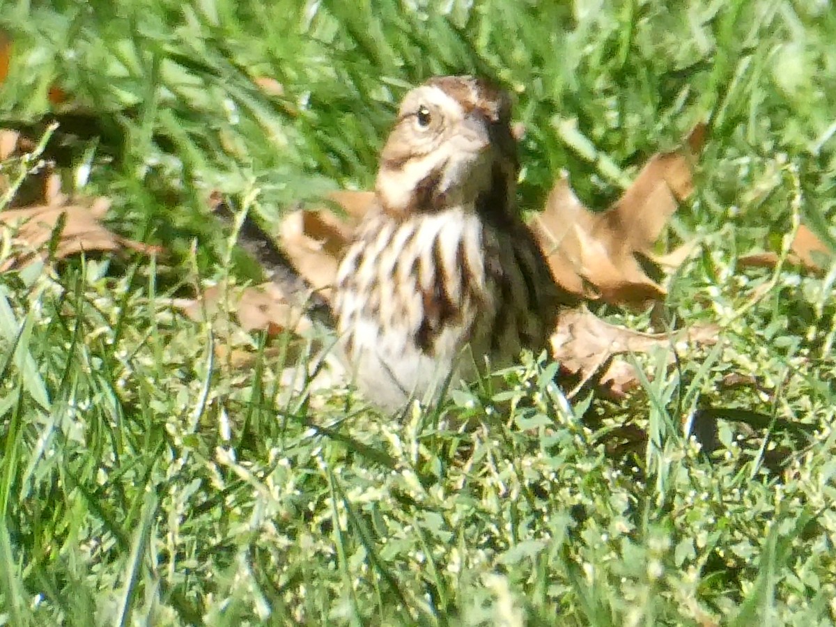 Song Sparrow - ML643793454