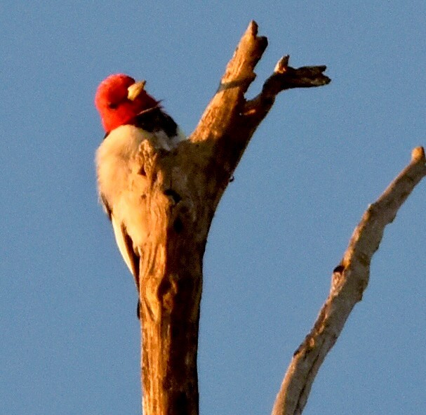 Red-headed Woodpecker - ML643793459