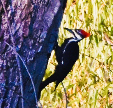 Pileated Woodpecker - ML643793469